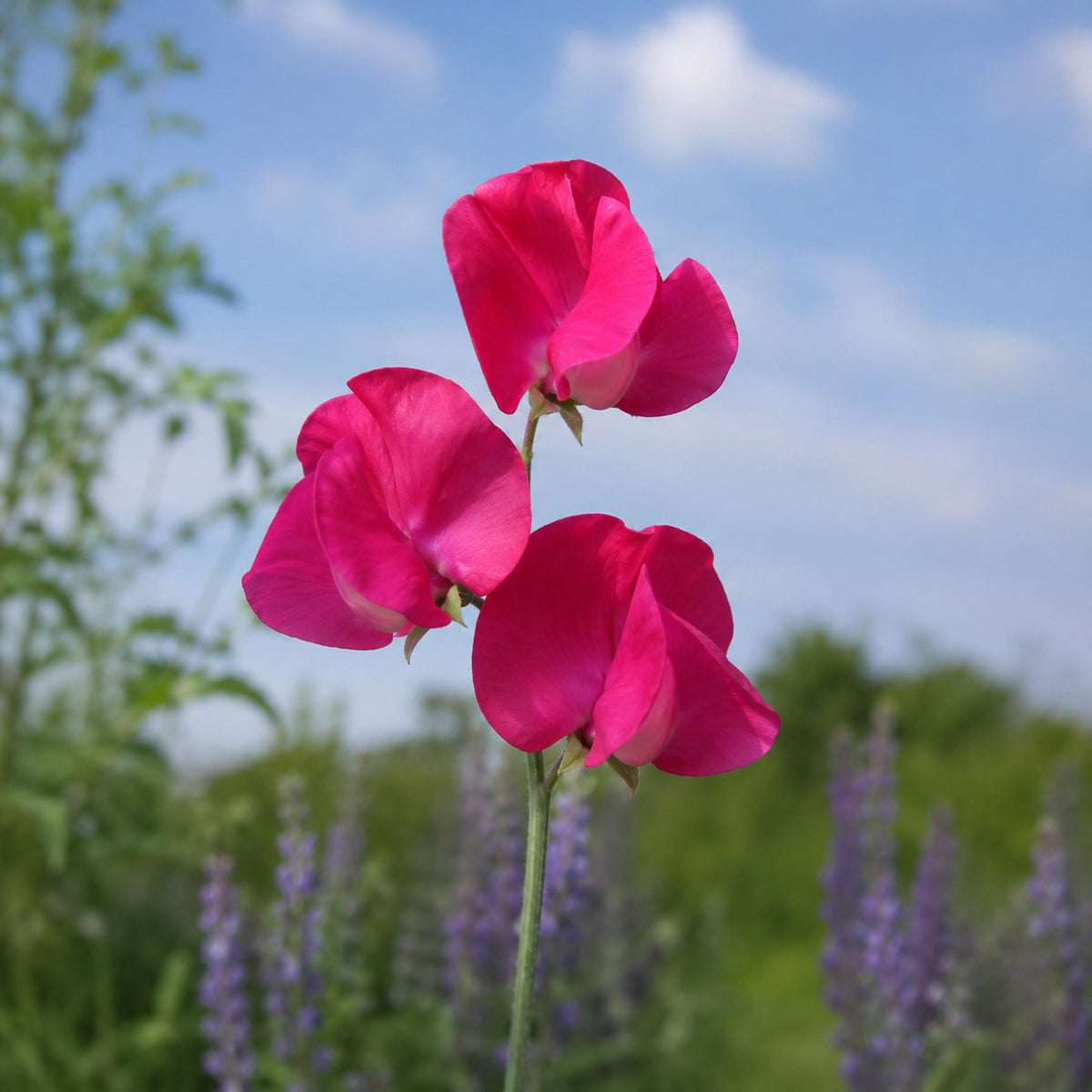 Sweet Pea Lipstick seeds