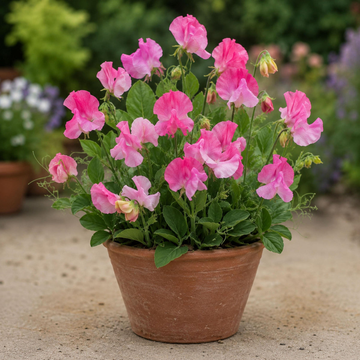 Sweet Pea Strawberry Fields seeds