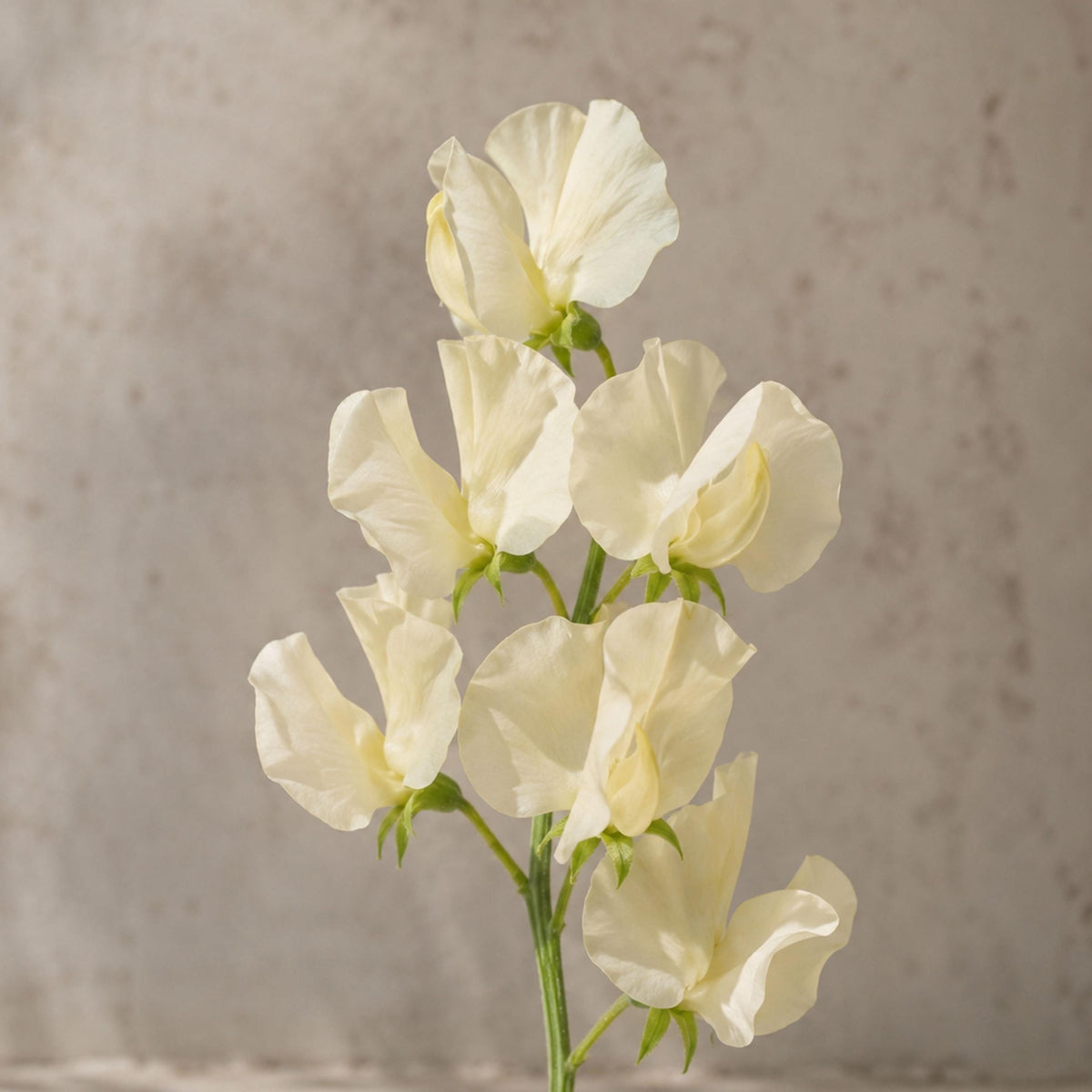 Sweet Pea Winter Sunshine Cream seeds