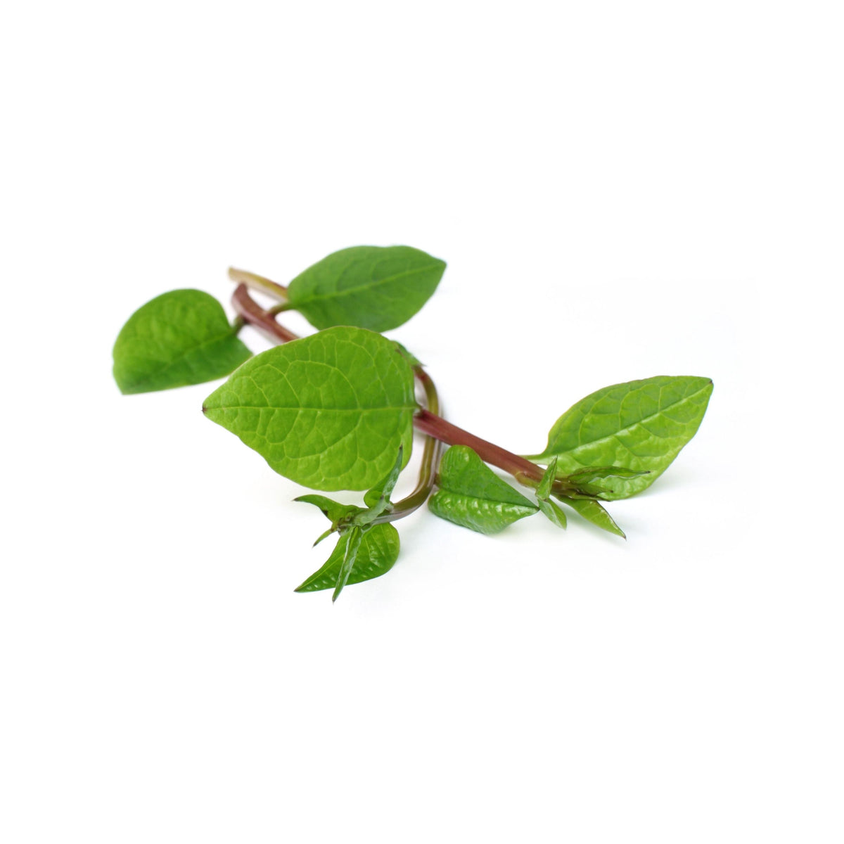 Malabar Spinach seeds