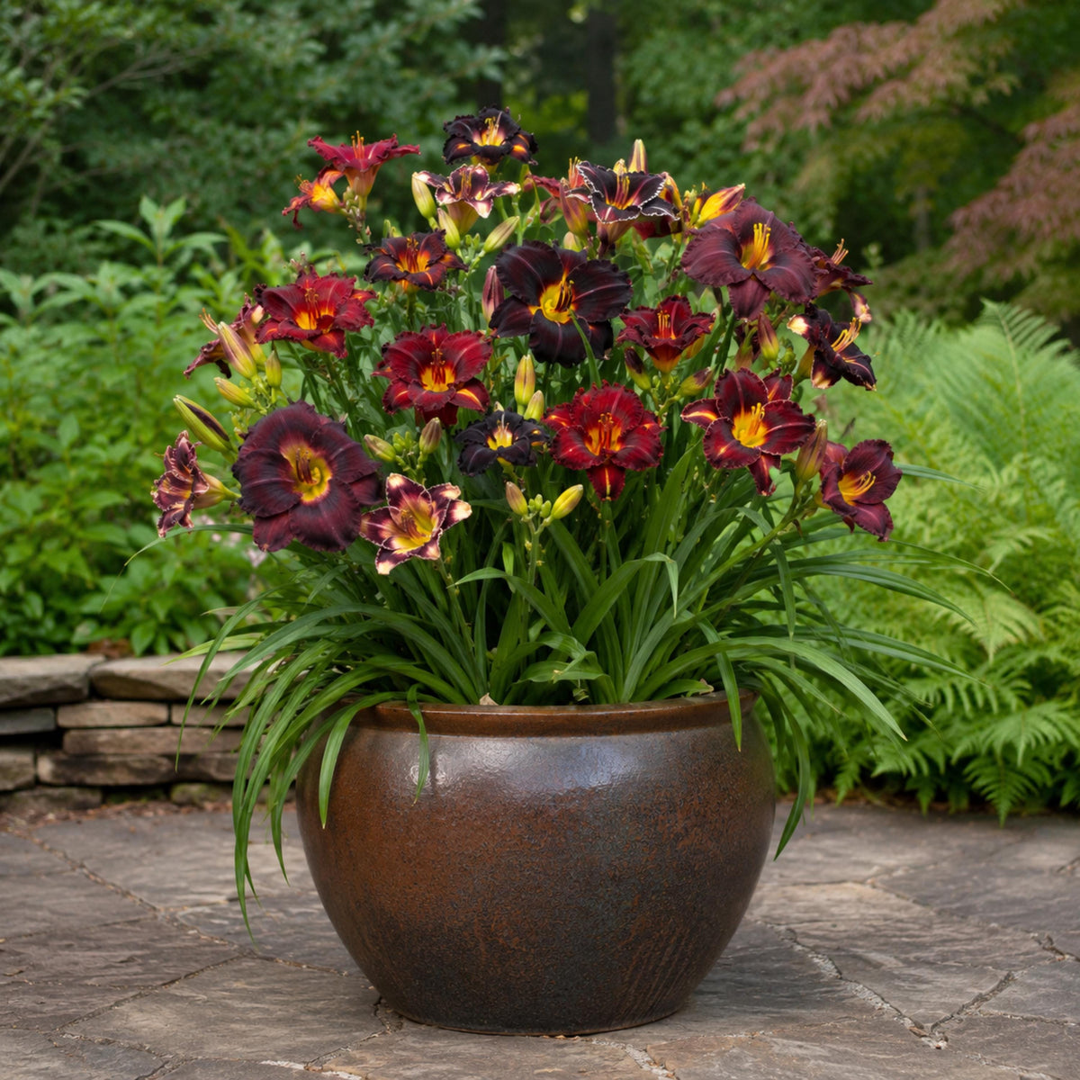 Near Black Daylily seeds