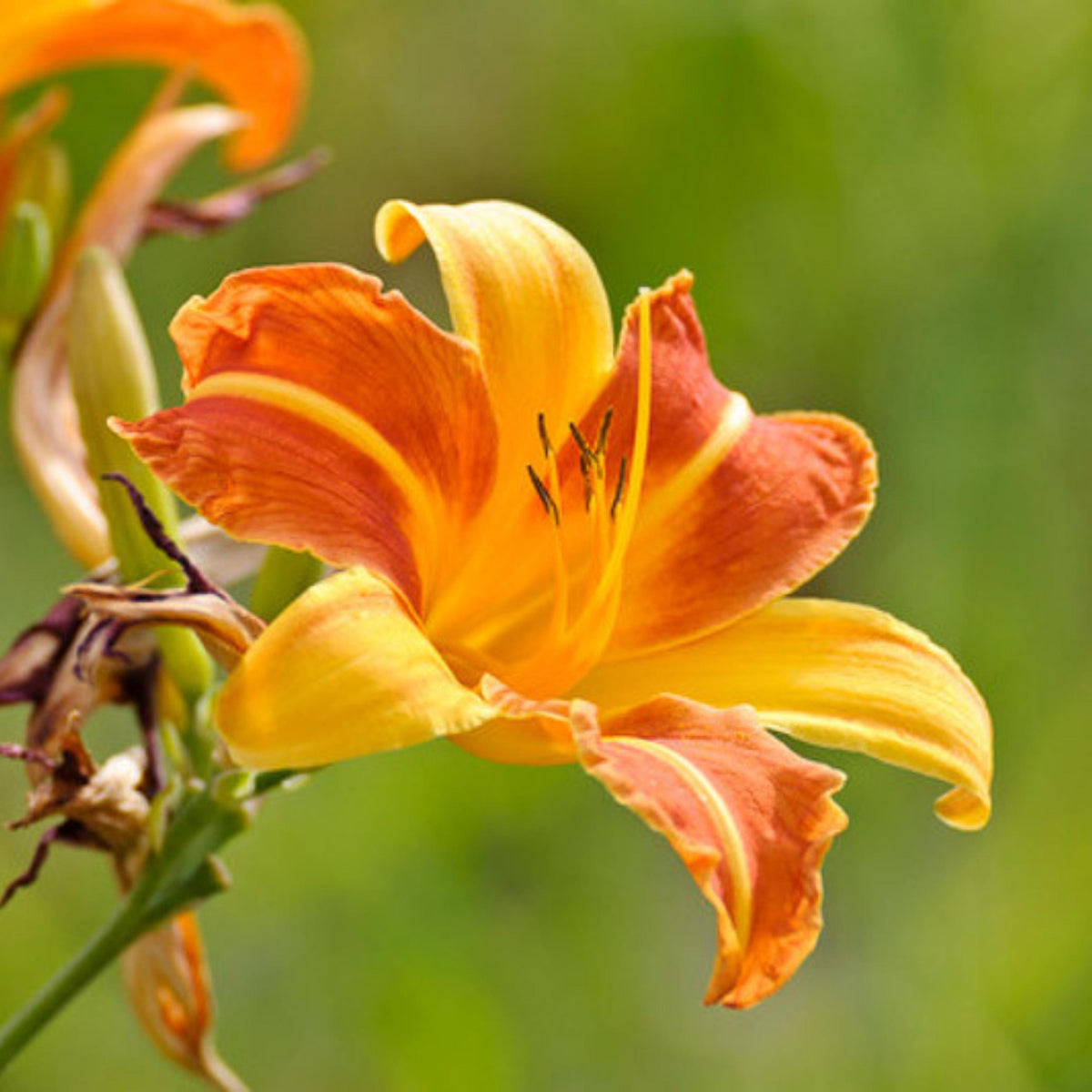 Frans Hals Daylily seeds