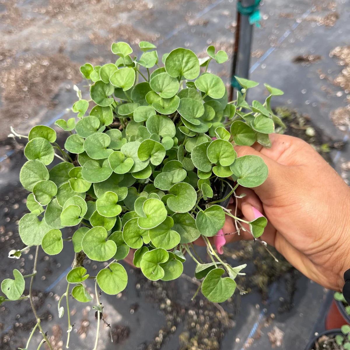 Emerald Falls Dichondra seeds