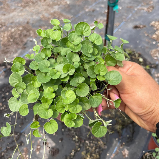 Emerald Falls Dichondra seeds