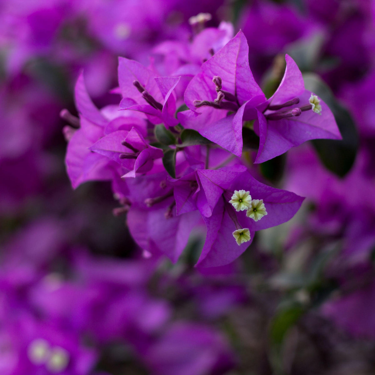 Purple Bougainvillea seeds