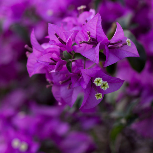 Purple Bougainvillea seeds