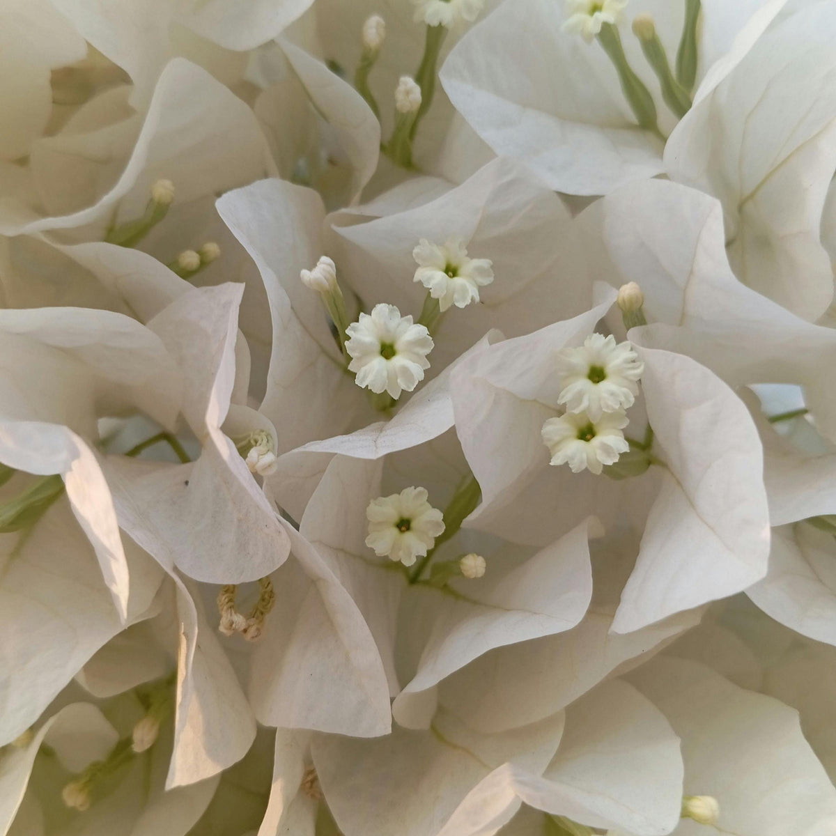 White Bougainvillea seeds