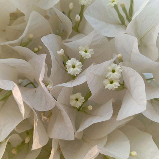 White Bougainvillea seeds