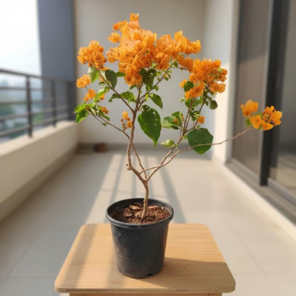 Yellow Bougainvillea seeds