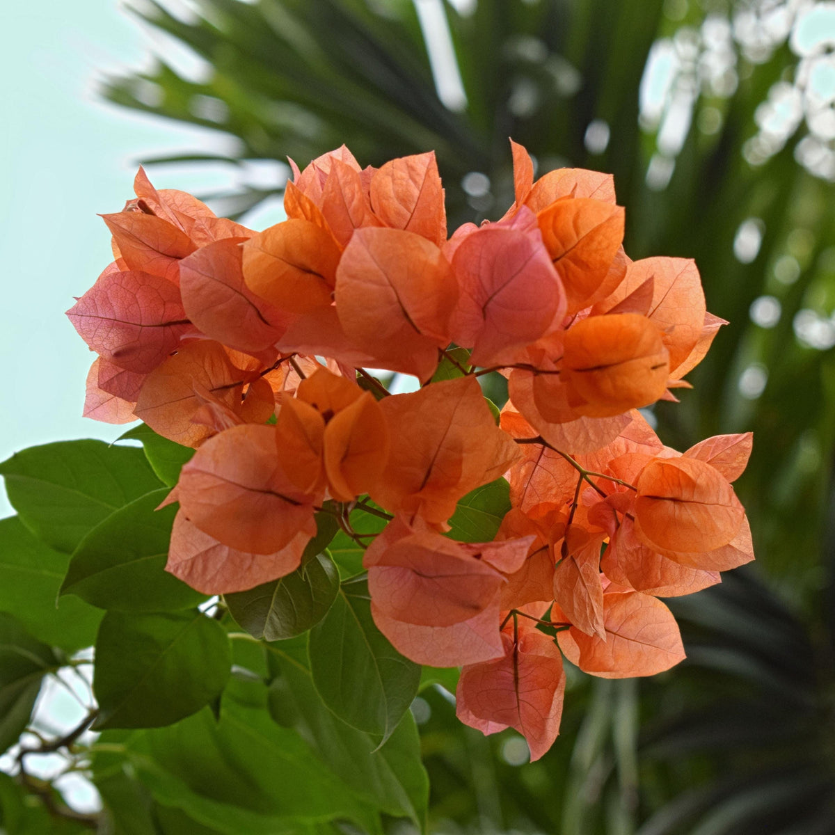 Orange Bougainvillea seeds