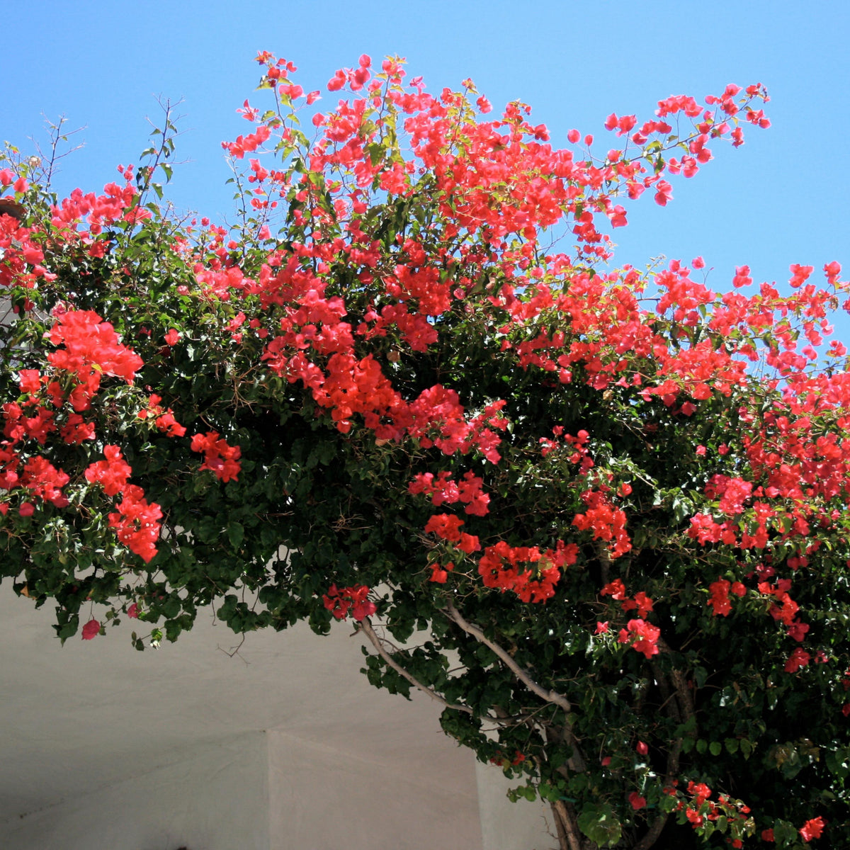 Red Bougainvillea seeds
