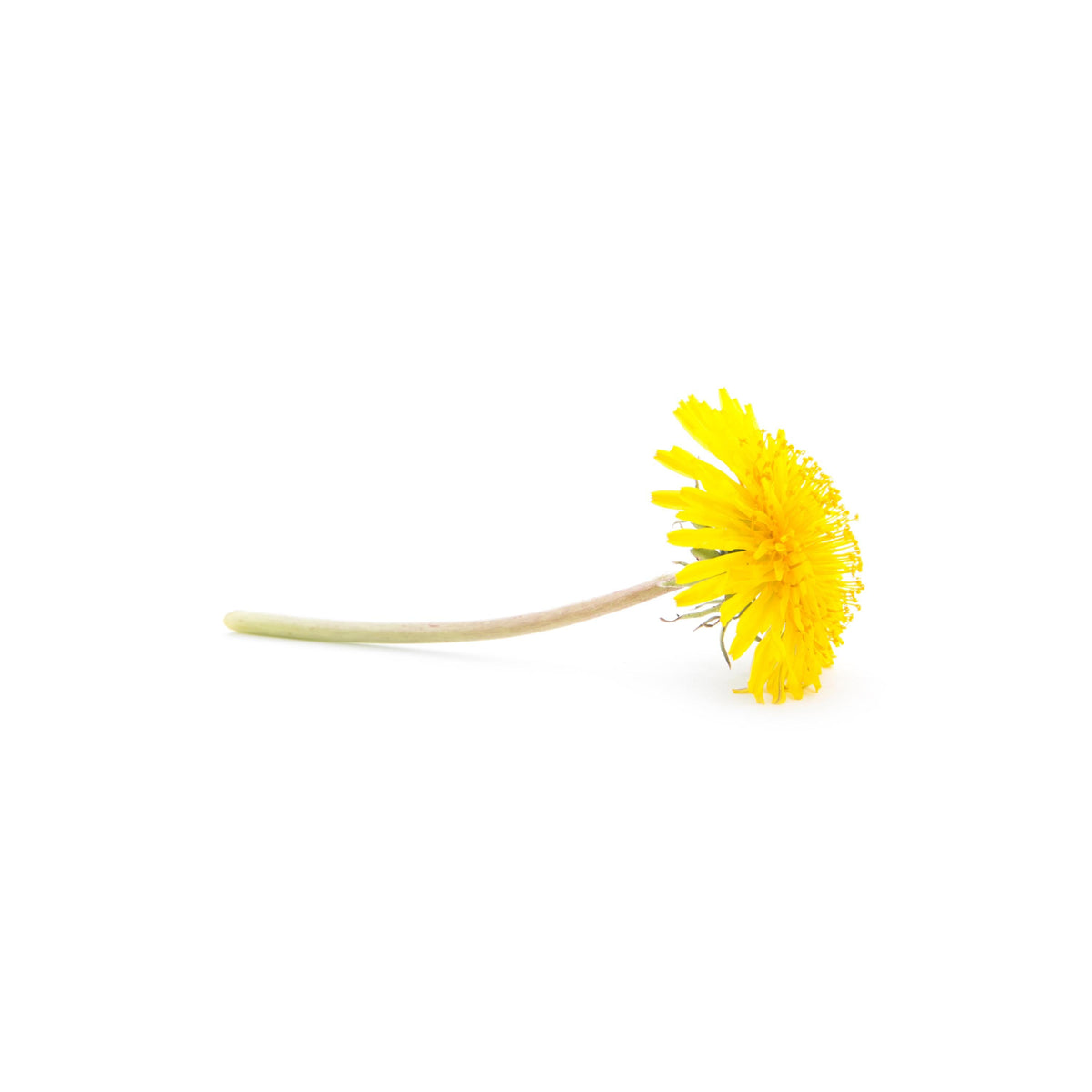 Common Dandelion seeds