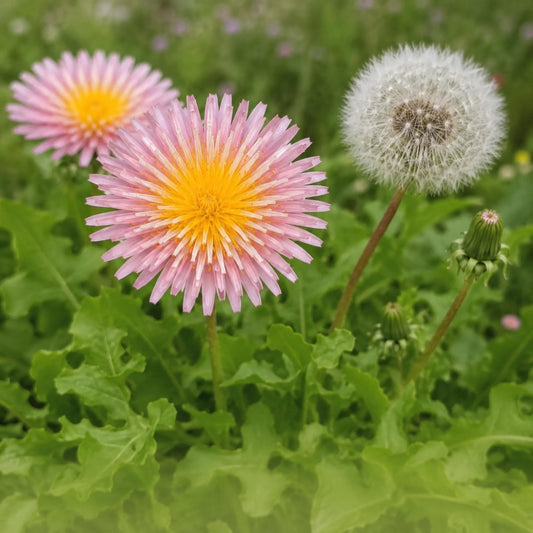 Pink Dandelion seeds