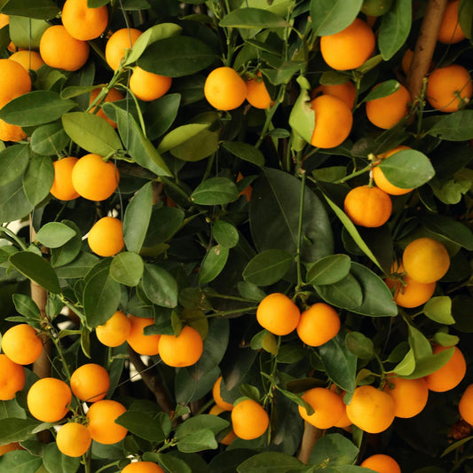 Kumquat seeds