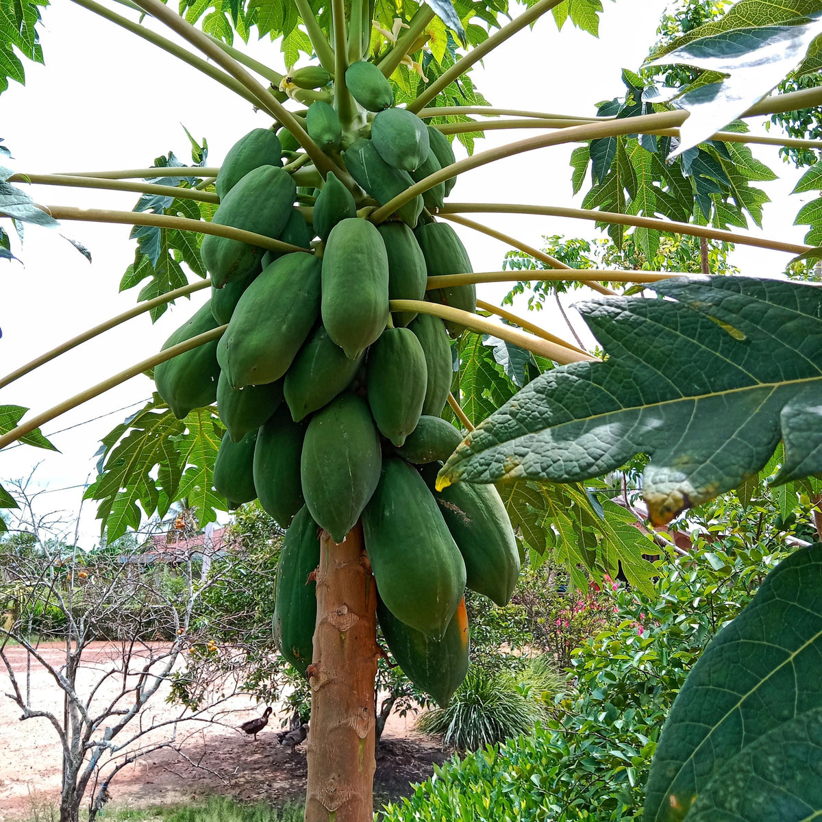 Papaya seeds