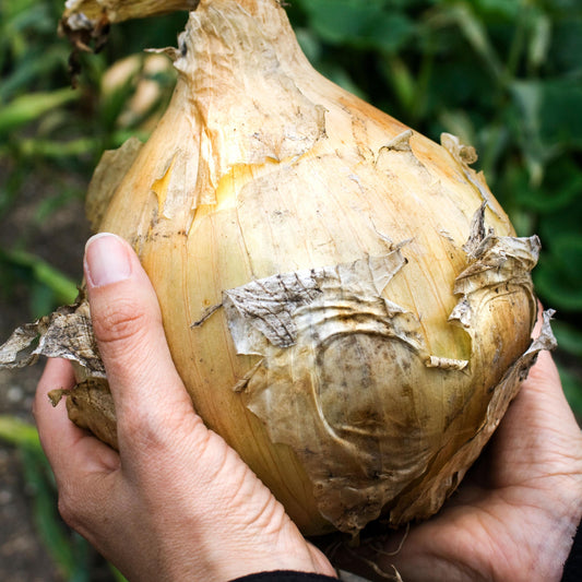 Giant Onion seeds