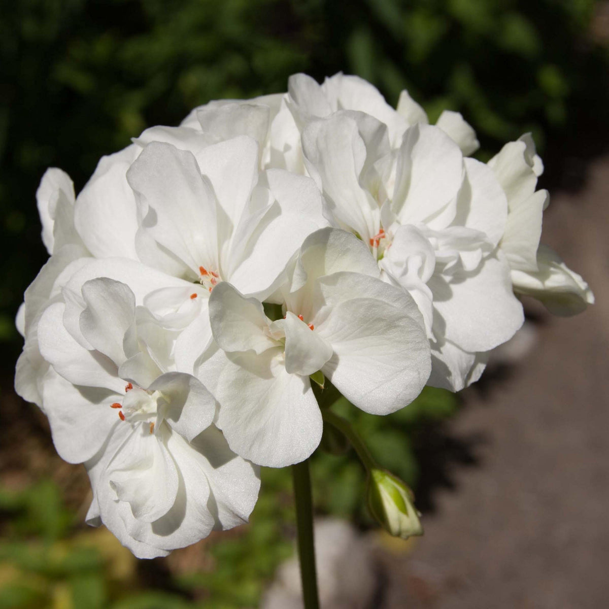 White Geranium seeds