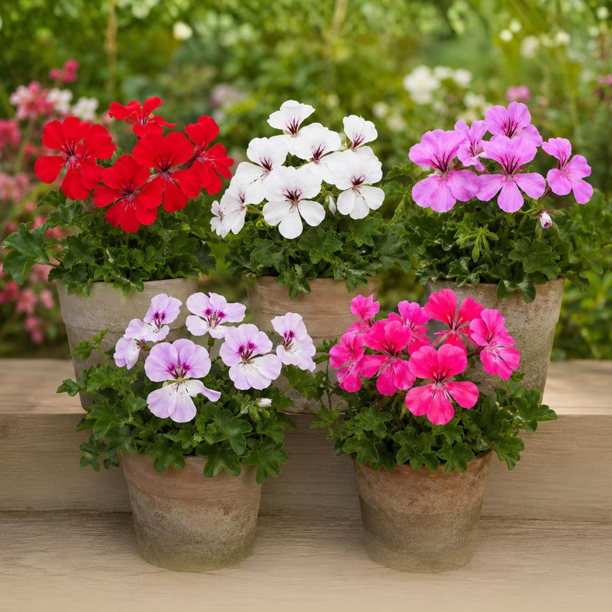 Geranium Reach Out Mix seeds