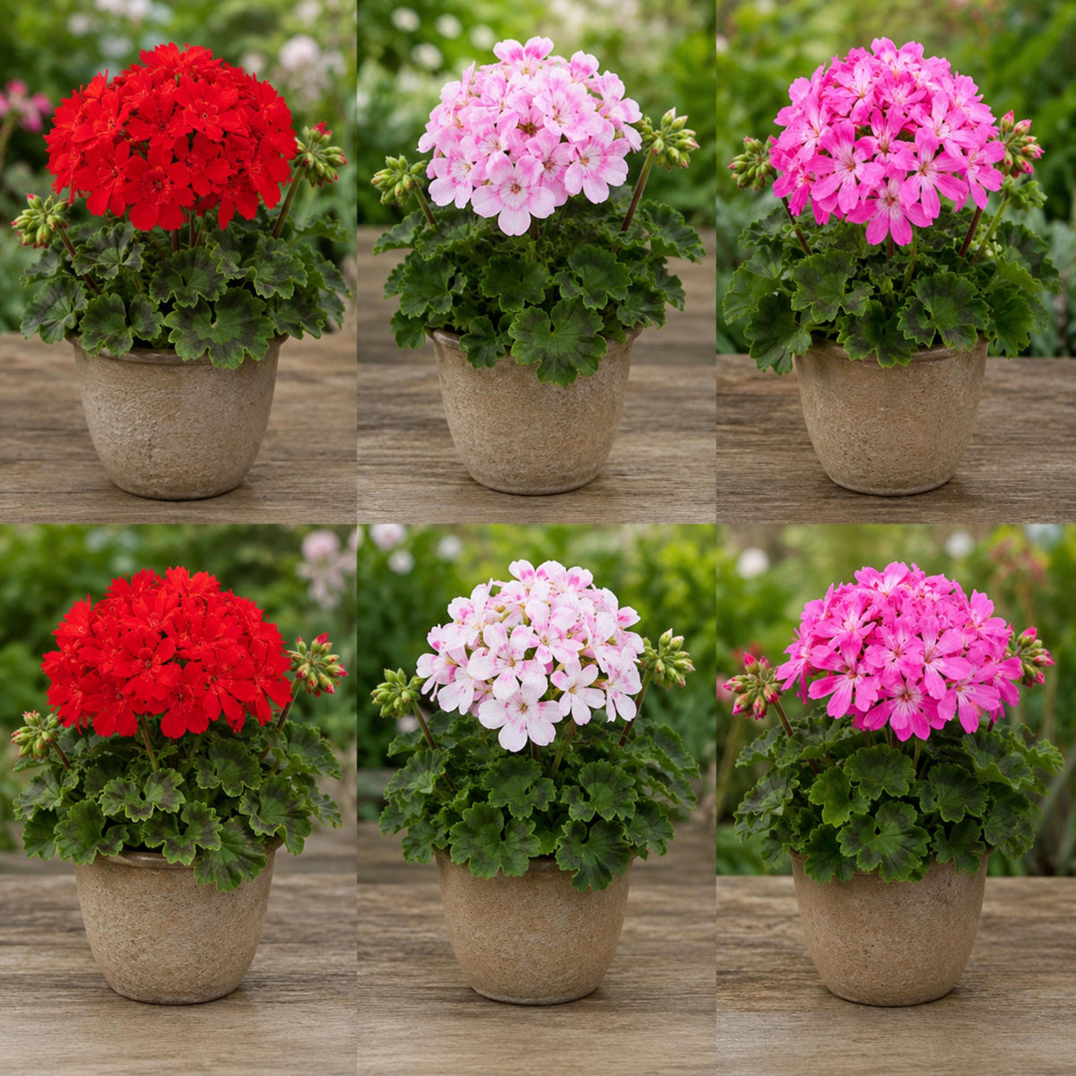 Geranium Quantum Mix seeds