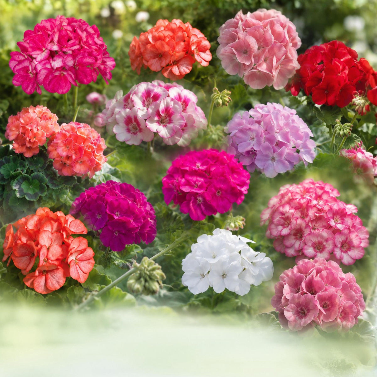Maverick Mix Geranium seeds