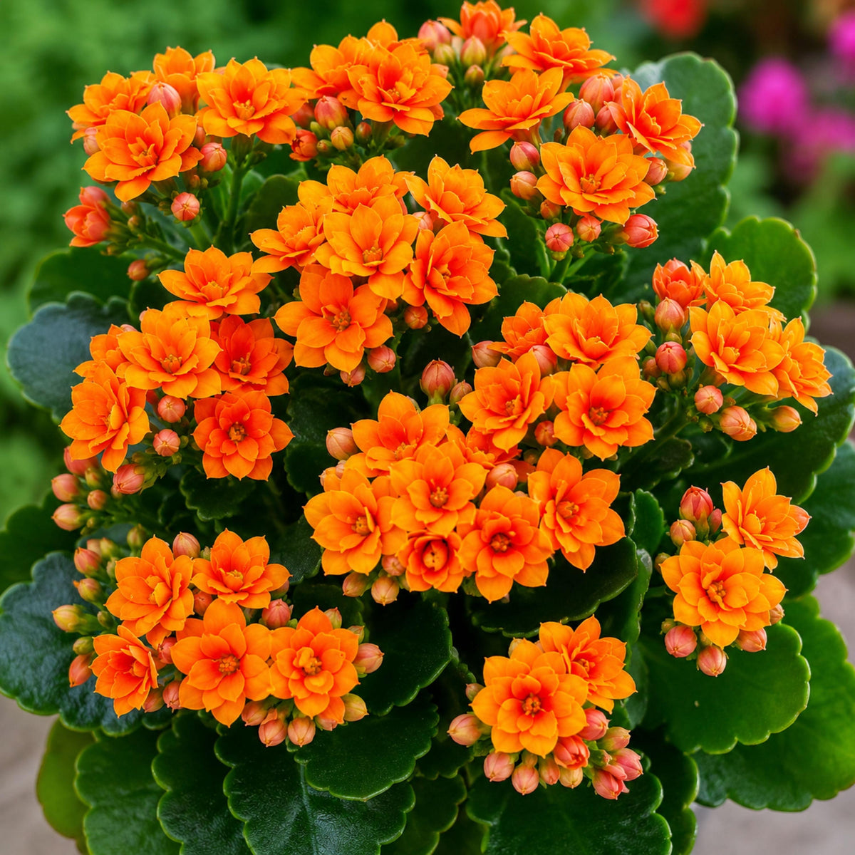 Double Kalanchoe Mix seeds