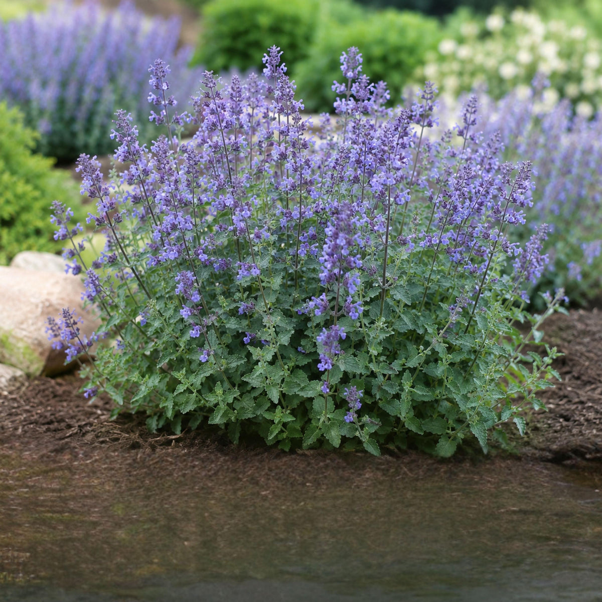 Nepeta mussinii Catmint seeds