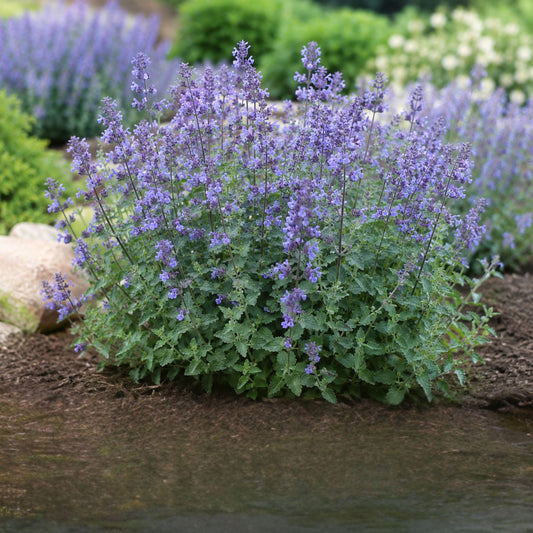 Nepeta mussinii Catmint seeds