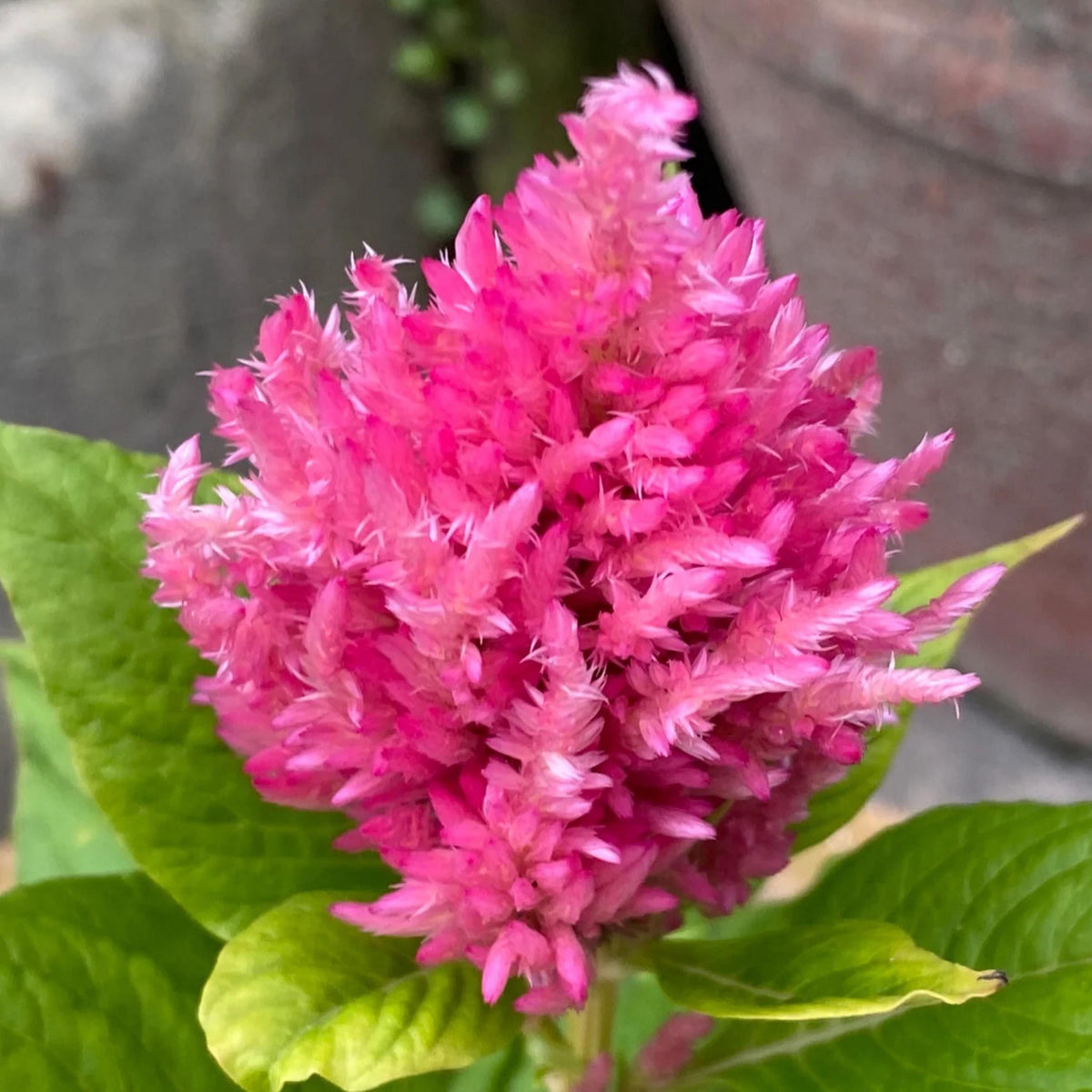 Pampas Plume Mix Celosia seeds