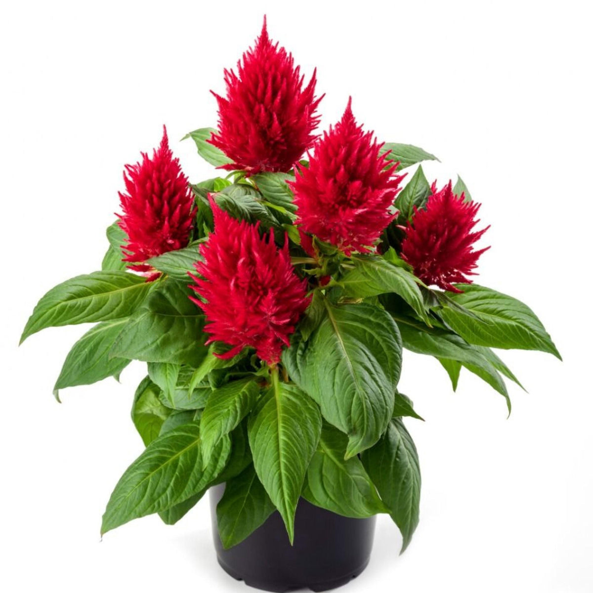 Fresh Look Mix Celosia seeds
