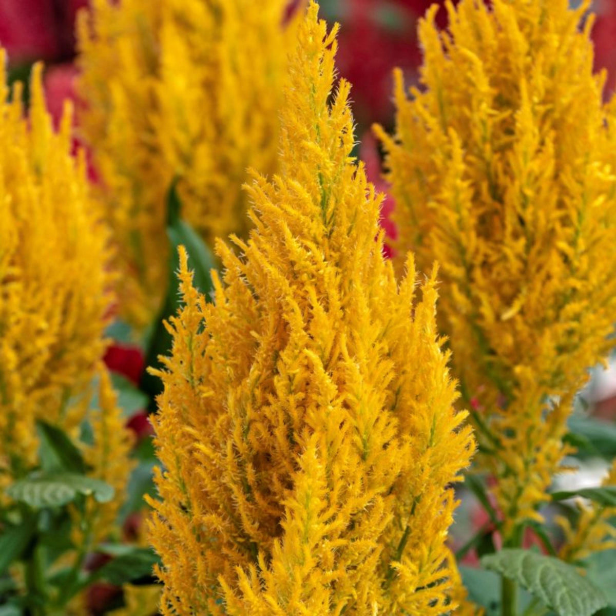 Century Mix Celosia seeds