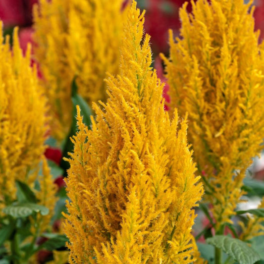 Century Mix Celosia seeds