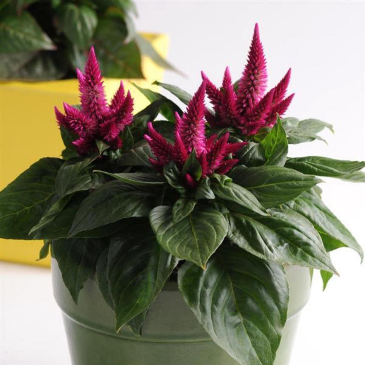 Celosia Kosmo Cherry seeds