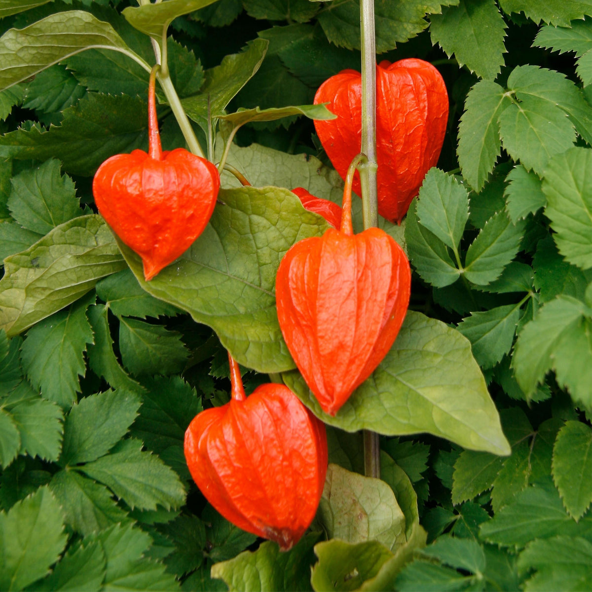 Chinese Lantern seeds