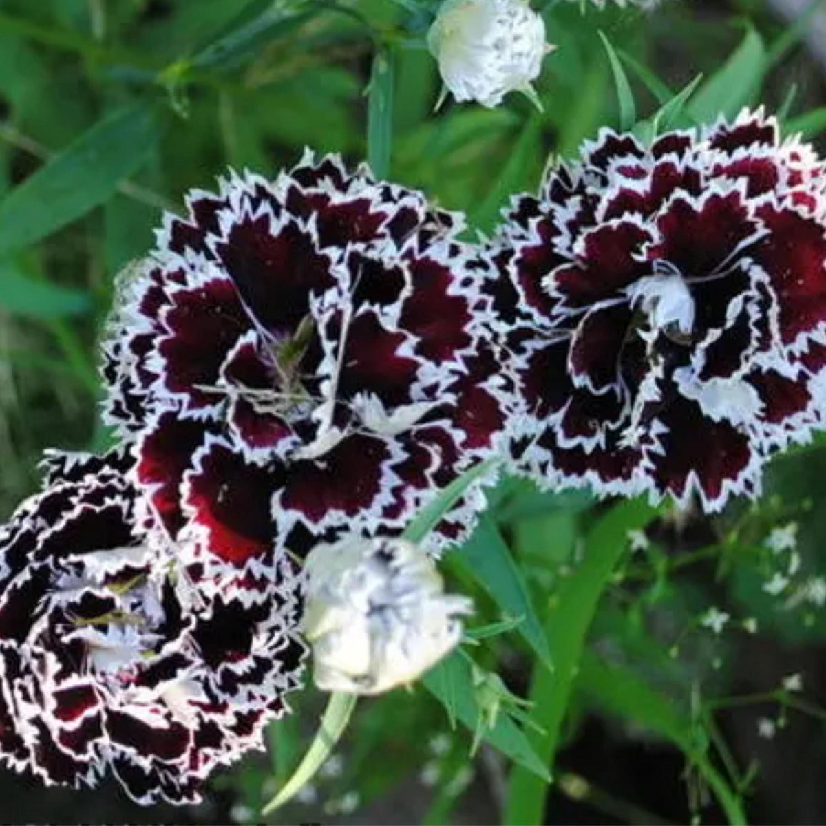 Black Velvet and Lace China Pink seeds