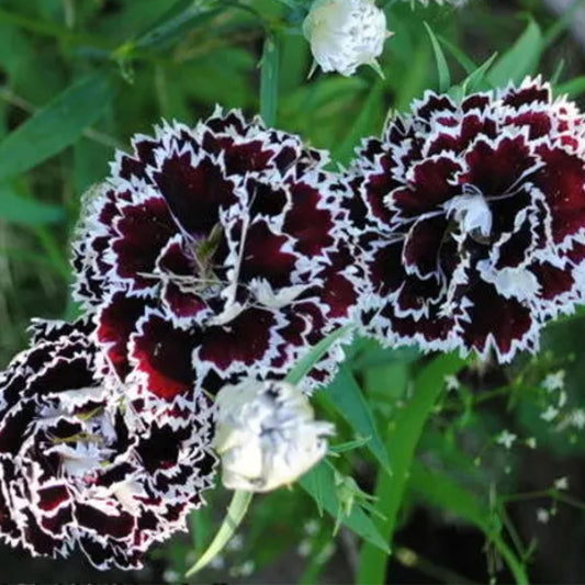 Black Velvet and Lace China Pink seeds