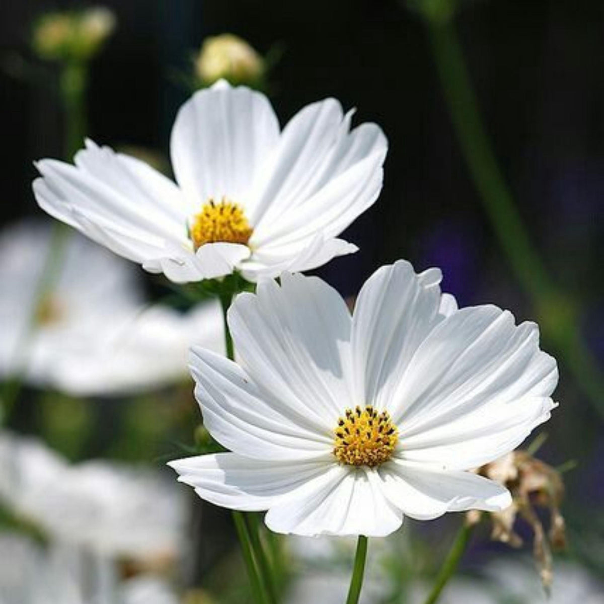 White Purity Cosmos seeds