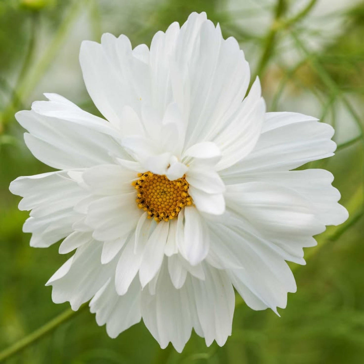 Psyche White Cosmos seeds