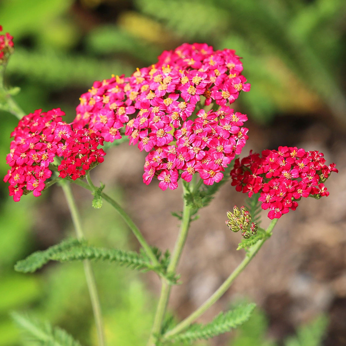 Red Paprika Yarrow seeds