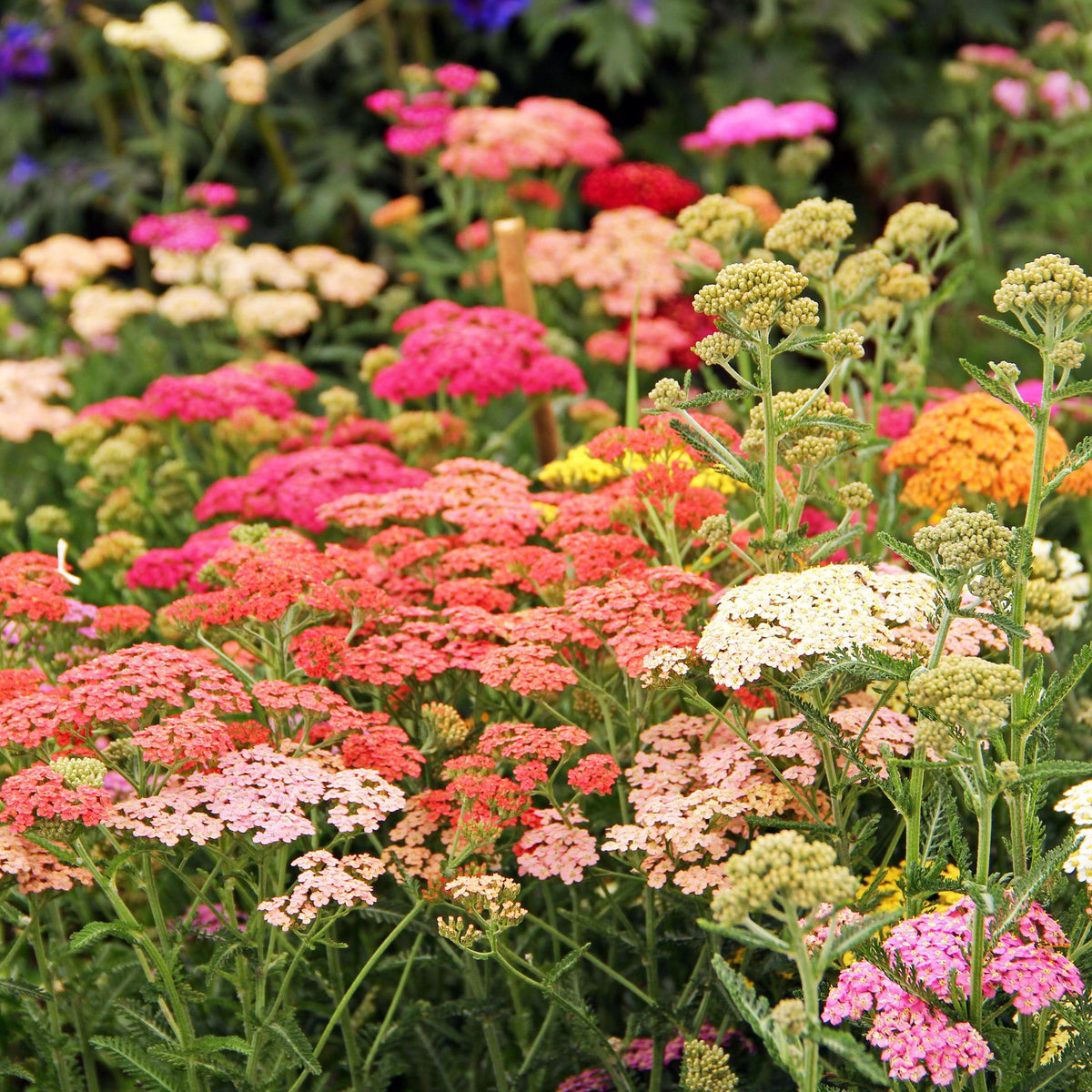 Peach Summer Pastels Yarrow seeds