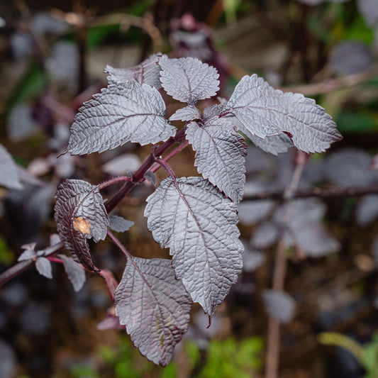 Purple Red Shiso seeds