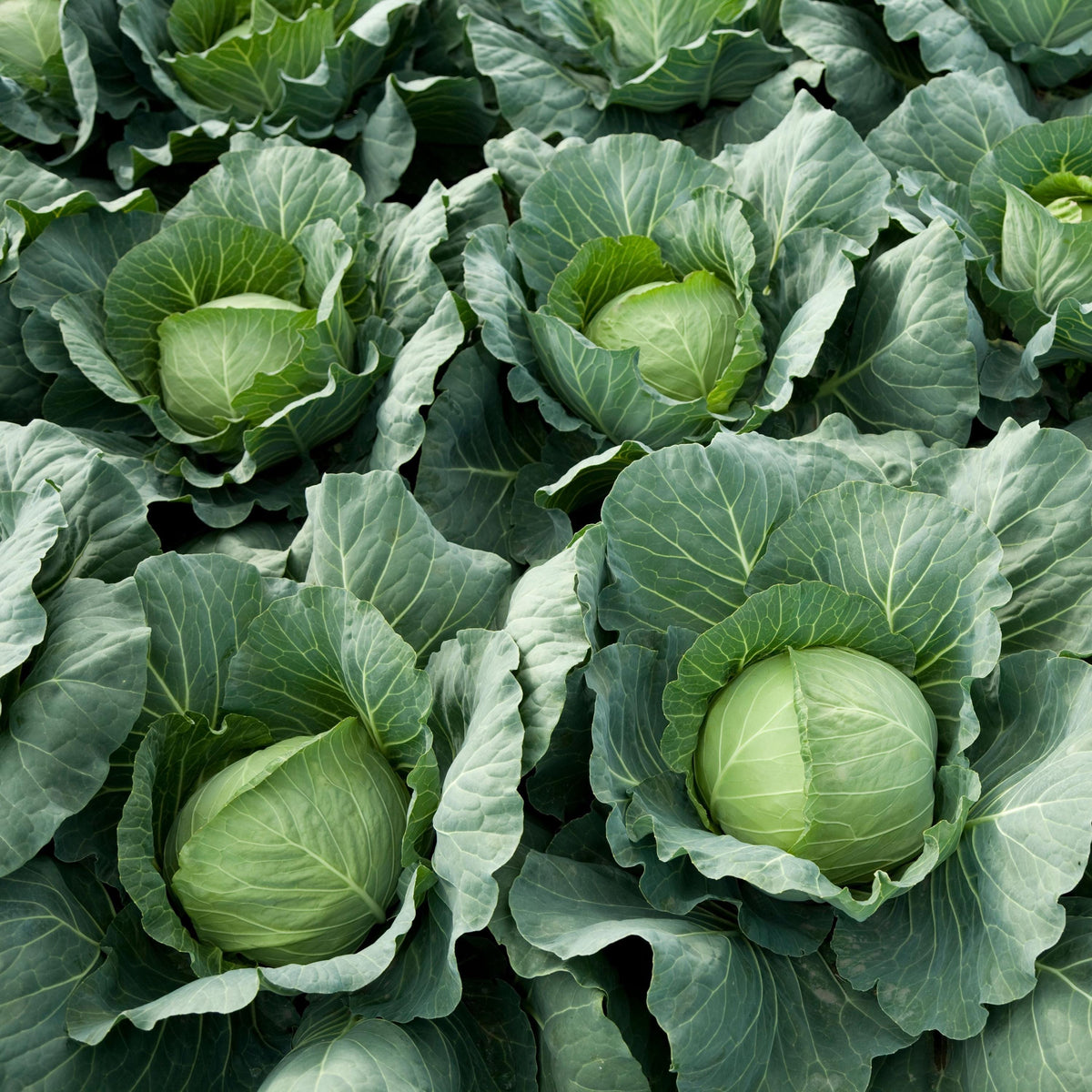 Golden Acre Green Cabbage seeds