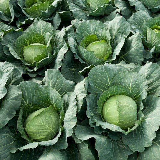 Golden Acre Green Cabbage seeds