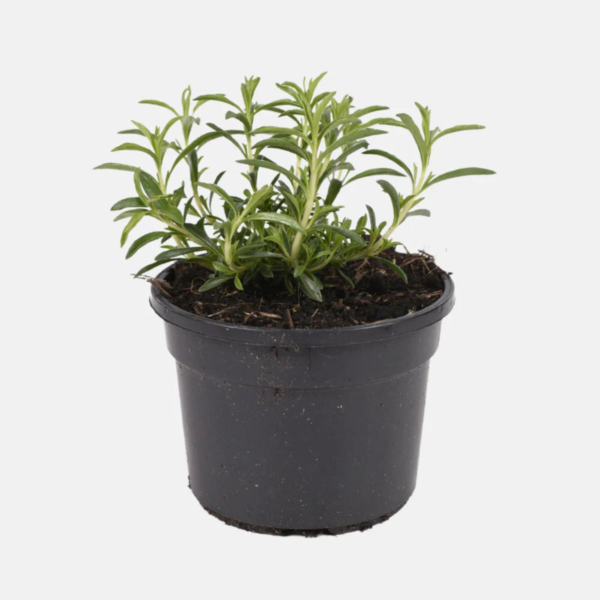 Summer Savory seeds