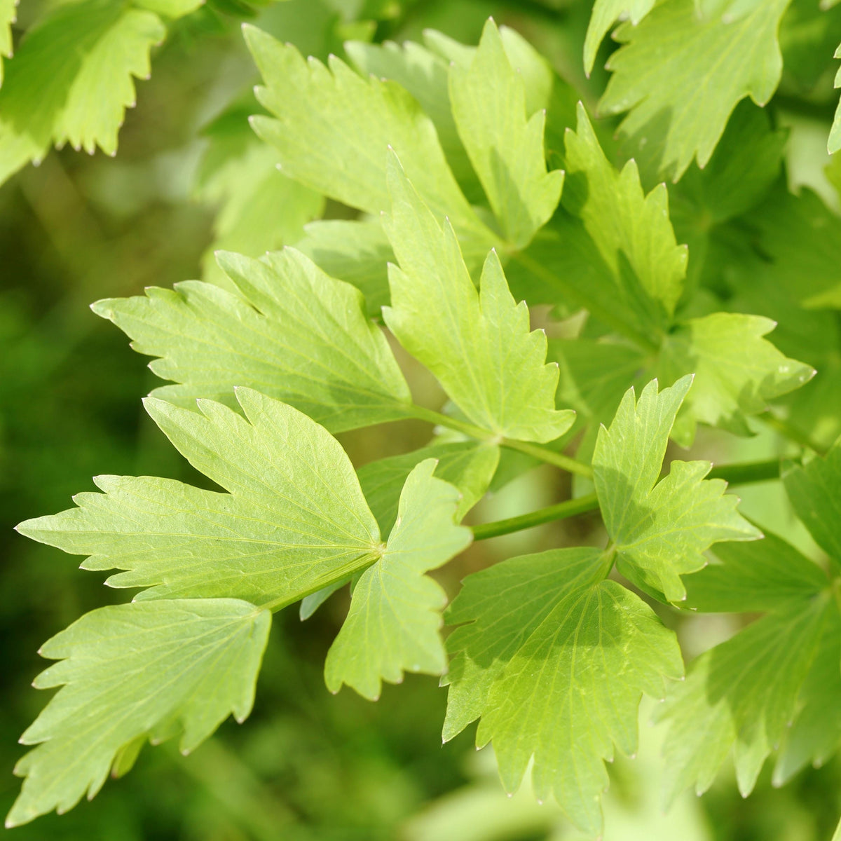 Lovage seeds