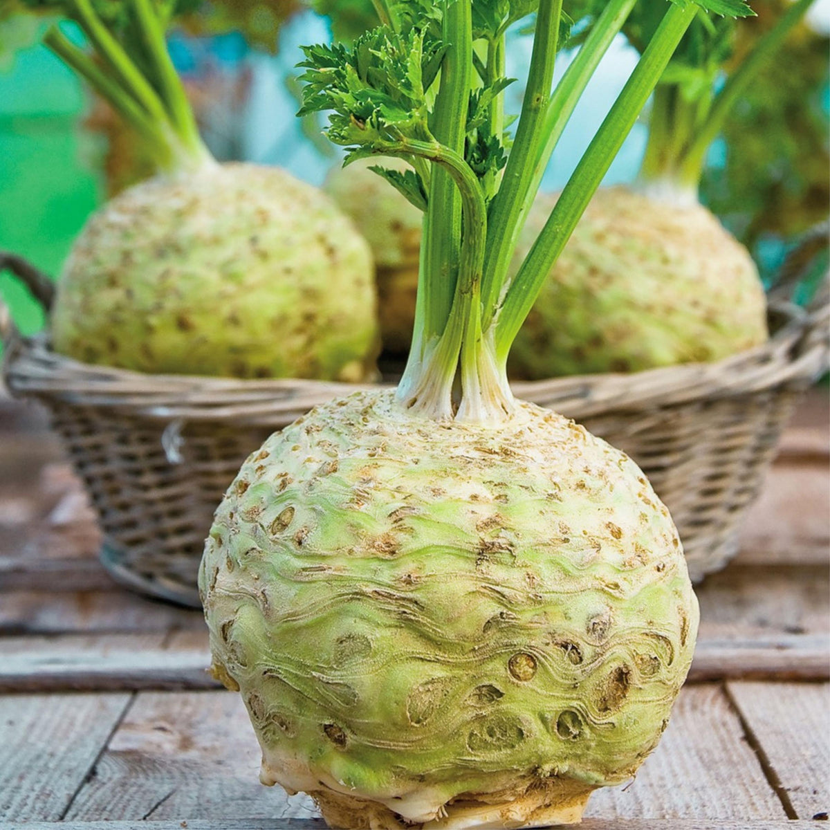 Giant Prague Celeriac seeds