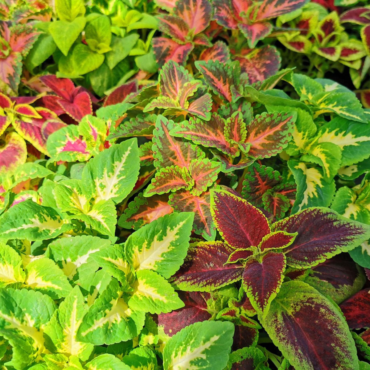 Rainbow Mix Coleus seeds