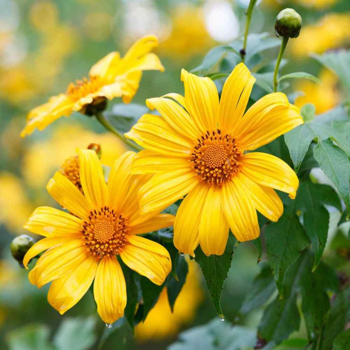 Summer Sun Heliopsis seeds