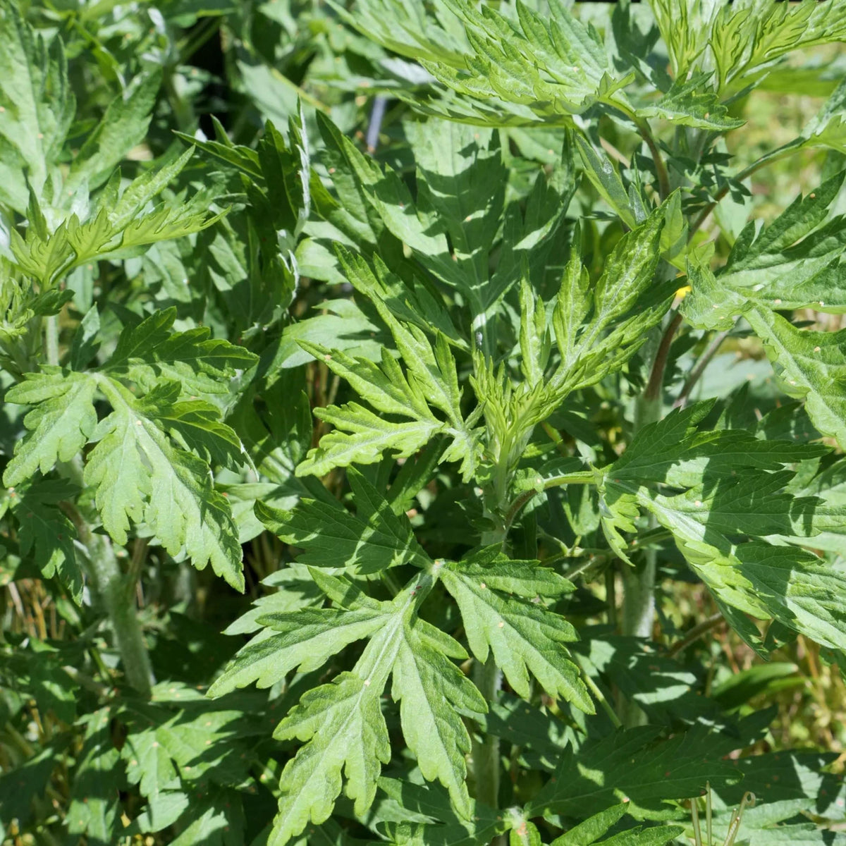 Japanese Mugwort seeds