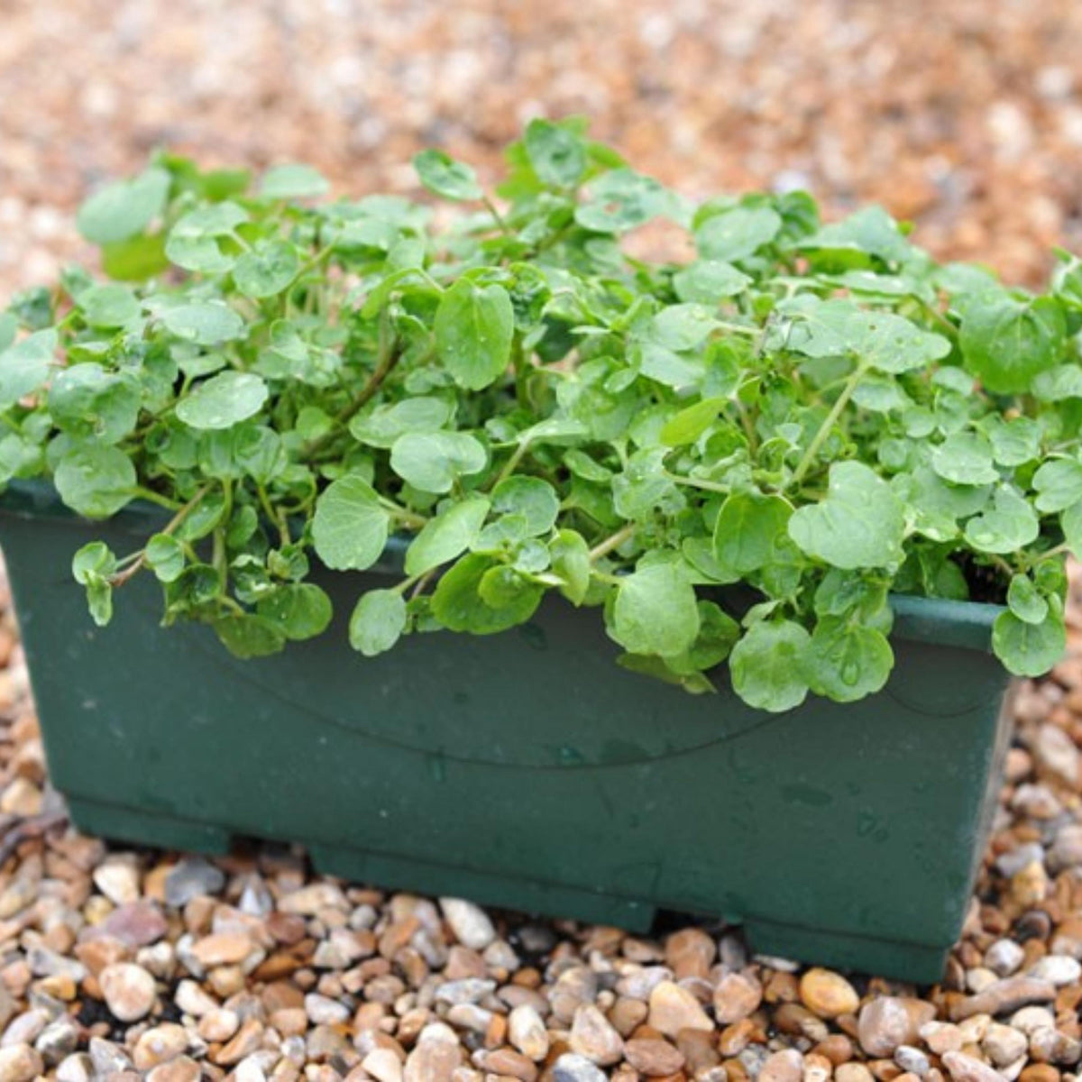 Watercress seeds