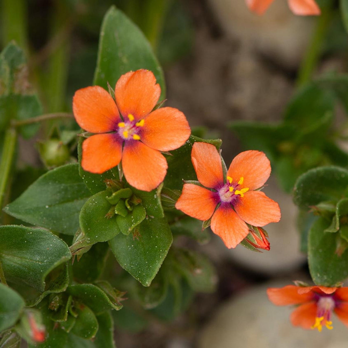 Scarlet Pimpernel seeds
